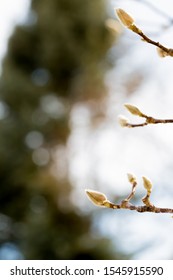 Hairy Bud Pussy Willow Stock Photo 1545915590 Shutterstock