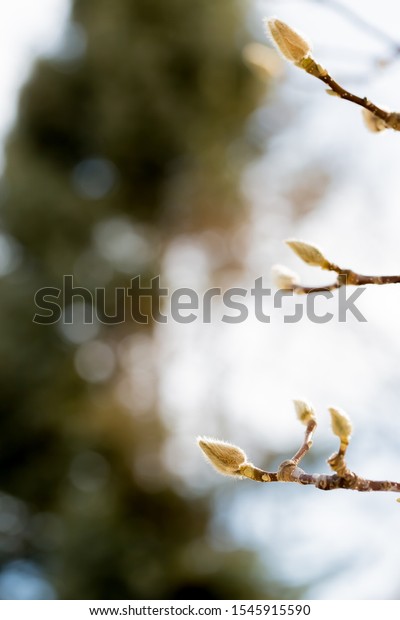 Hairy Bud Pussy Willow Stock Photo 1545915590 Shutterstock