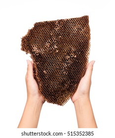 Hand Holding Dried Honeycomb Beehive Isolated Stock Photo 524290579