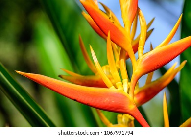 Heliconia Psittacorum Parrots Flower Beautiful Colorful Stock Photo