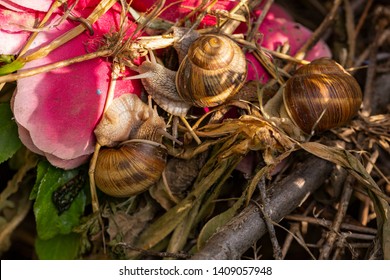 Helix Pomatia Roman Burgundy Snail Escargot Stock Photo