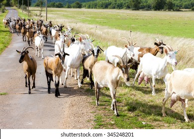 Herd Goats On Road Aveyron Midi Stock Photo Shutterstock