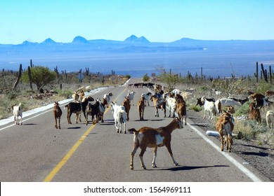 Goats Highway Images Stock Photos Vectors Shutterstock