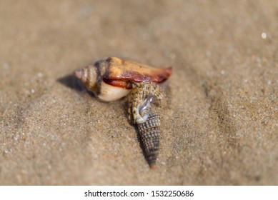 51 Red Hairy Hermit Crab Images Stock Photos Vectors Shutterstock