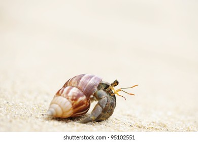 Hermit Crab On Beach Andaman Sea Stock Photo 98088047 Shutterstock