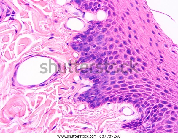 Histology Human Salivary Gland Tissue Show Stock Photo