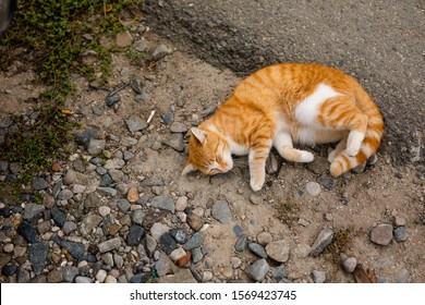 Funny Fat Red Cat Lying On Stock Photo Shutterstock