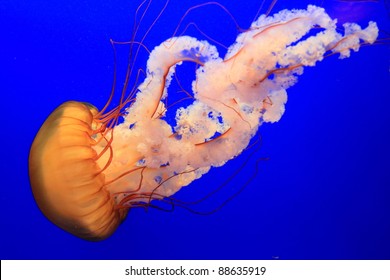 Hong Kong Sea Jelly Ocean Park Stock Photo Shutterstock