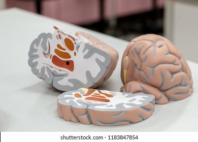 Human Brain Model Education Laboratory Stock Photo Edit Now