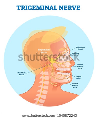 TRIGEMINAL NERVE Stock Vector Images Avopix