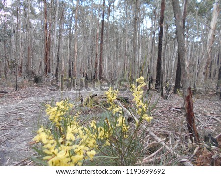 WOMBAT STATE FOREST Stock Photos And Images Avopix