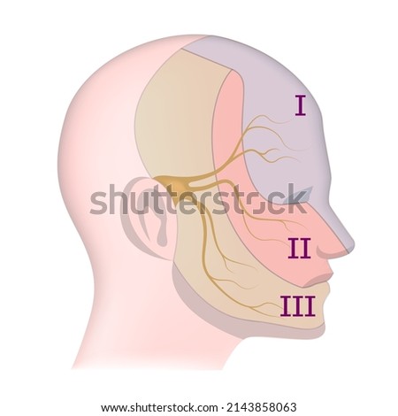 Trigeminal Nerve Stock Vector Images Avopix