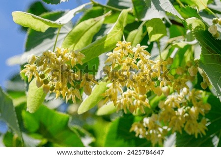 LIME BLOSSOMS Stock Photos And Images Avopix