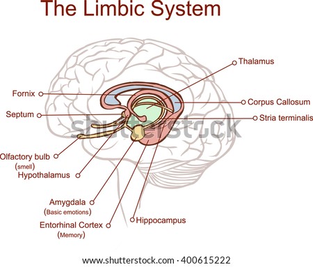 Limbic System Stock Vector Images Avopix