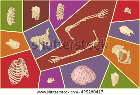 Craniovertebral Stock Vector Images Avopix