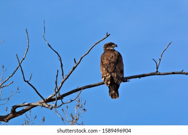 Immature Bald Eagle Sitting High Cottonwood Foto De Stock