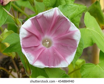 Ipomoea Nil Species Ipomoea Morning Glory Stock Photo 454884940