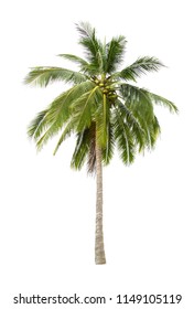 Coconut Tree Isolated On White Background Stock Photo Edit Now