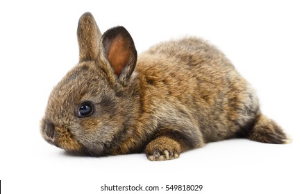 Isolated Image Brown Bunny Rabbit Stock Photo Edit Now