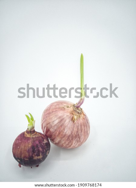 Isolated Mature Onions Sprouting New Leaves Stock Photo