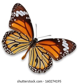 Isolated Monarch Butterfly Stock Photo 160274195 Shutterstock