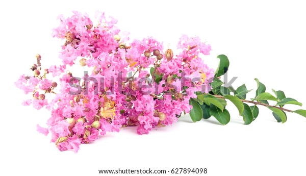 Isolated Pink Crepe Myrtle Blossom Stock Photo 627894098 Shutterstock