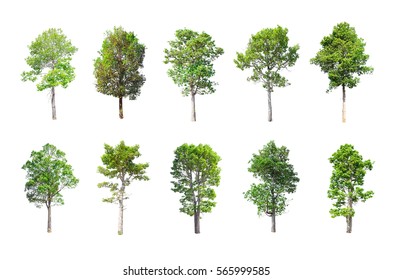 Collection Isolated Trees On White Background Stock Photo Edit Now