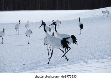 Japanese Crane Hokkaido Stock Photo 661973533 Shutterstock