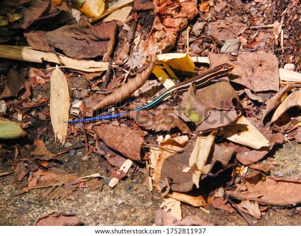 28 Plestiodon Japonicus Images Stock Photos Vectors Shutterstock