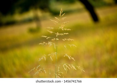 Sorghum Halepense Images Stock Photos Vectors Shutterstock