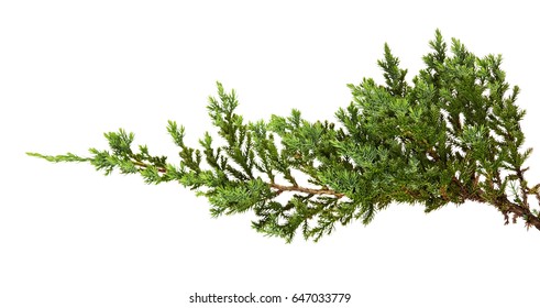 Juniperus Horizontalis Leaves Creeping Juniper Leaves Stock Photo