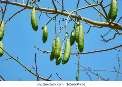 Kapok Tree Images Stock Photos Vectors Shutterstock