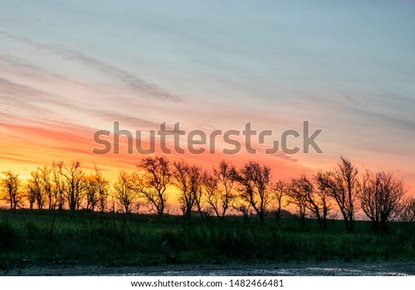 Landscape Black Naked Tree Silhouettes Against Stock Photo 1482466481