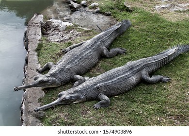 112 Long Nosed Crocodile Images Stock Photos Vectors Shutterstock