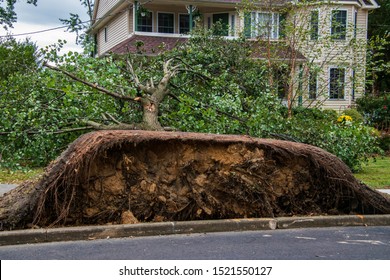 Large Uprooted Tree Laying Across Sidewalk Stock Photo