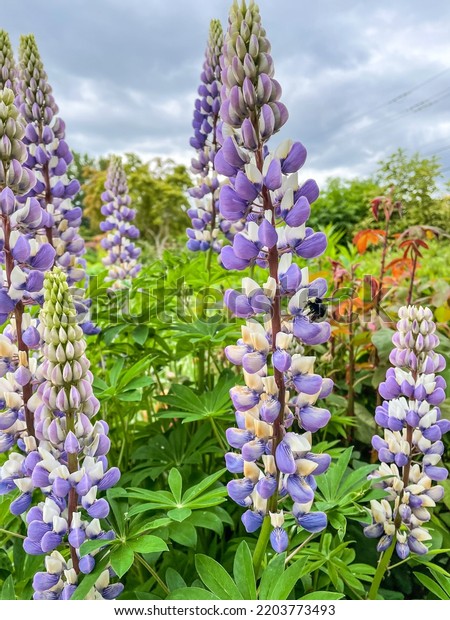 Largeleaved Lupine Lupinus Polyphyllus Species Lupine Stock Photo