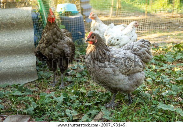 Laying Hens Blue Australorp Chicken On Stock Photo 2007193145