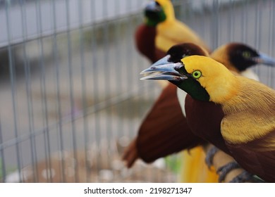 Bird Paradise Papua New Guinea Images Stock Photos Vectors