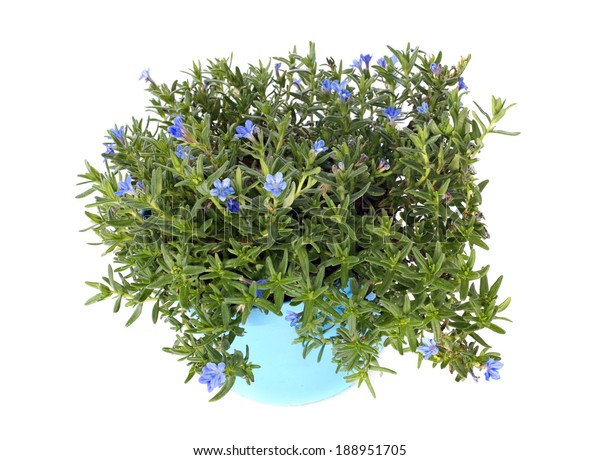 Lithodora Diffusa Heavenly Blue Flowers Front Stock Photo