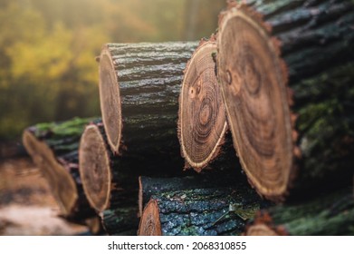 Log Trunks Pile Logging Timber Forest Stock Photo 2068310855 Shutterstock