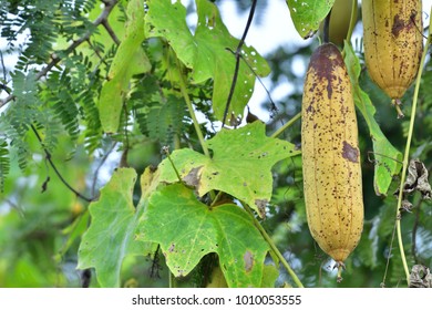 Luffa Cylindrica Sponge Gourd Smooth Loofah Stock Photo