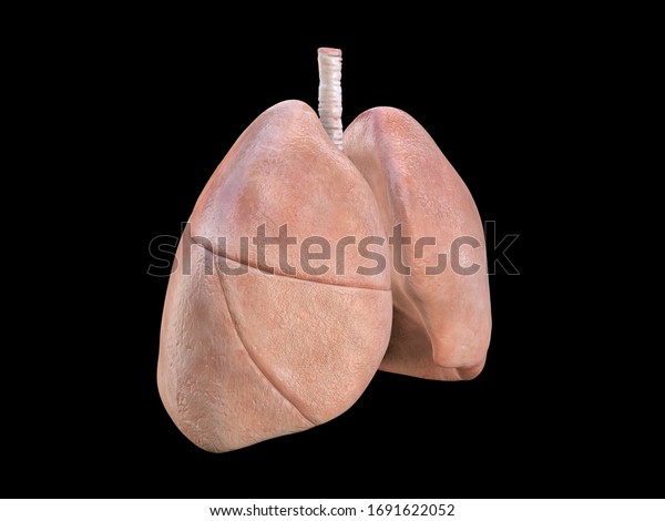 Lungs Anatomy Human Respiratory System Pneumonia Coronavirus Covid