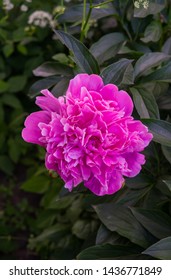 Luxurious Bud Pink Peony Midst Green Stock Photo Shutterstock