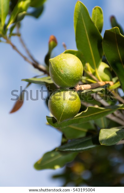 Macadamia Nuts On Evergreen Tree Macadamia Stock Photo 543195004