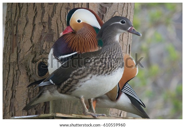 Male Female Mandarin Ducks Stock Photo Edit Now