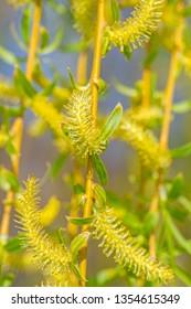 Male Flowers Weeping Willow Salix Babylonica Stock Photo 1354615349