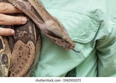 Man Holding Snake Boa Constrictor Boa Stock Photo Shutterstock