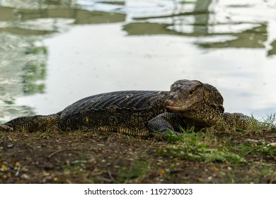 Massive Asian Water Monitor Lizard Spotted Stock Photo