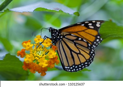 Monarch Butterfly Biosphere Reserve Conservation Area Stock Photo