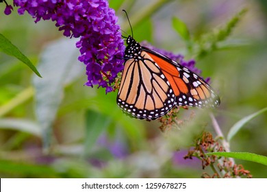 Monarch Butterfly Danaus Plexippus Feeding On Stock Photo